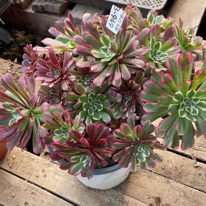 949铜花顺多肉123455789