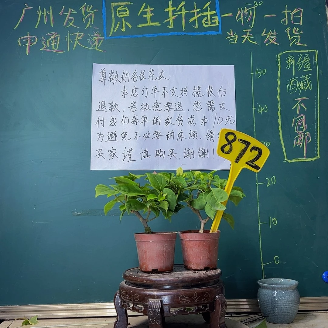当前无花栽培后可以开花暗斑五宝掌中宝 漳红樱掌中宝872