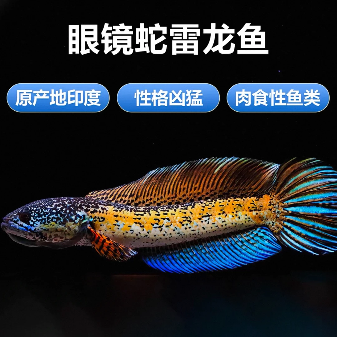 黄金眼镜蛇雷龙鱼南鳢冷水淡水混养易活观赏鱼活体