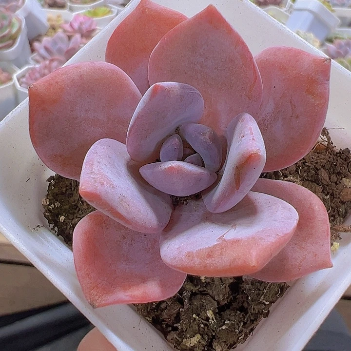 红茶19包邮多肉植物