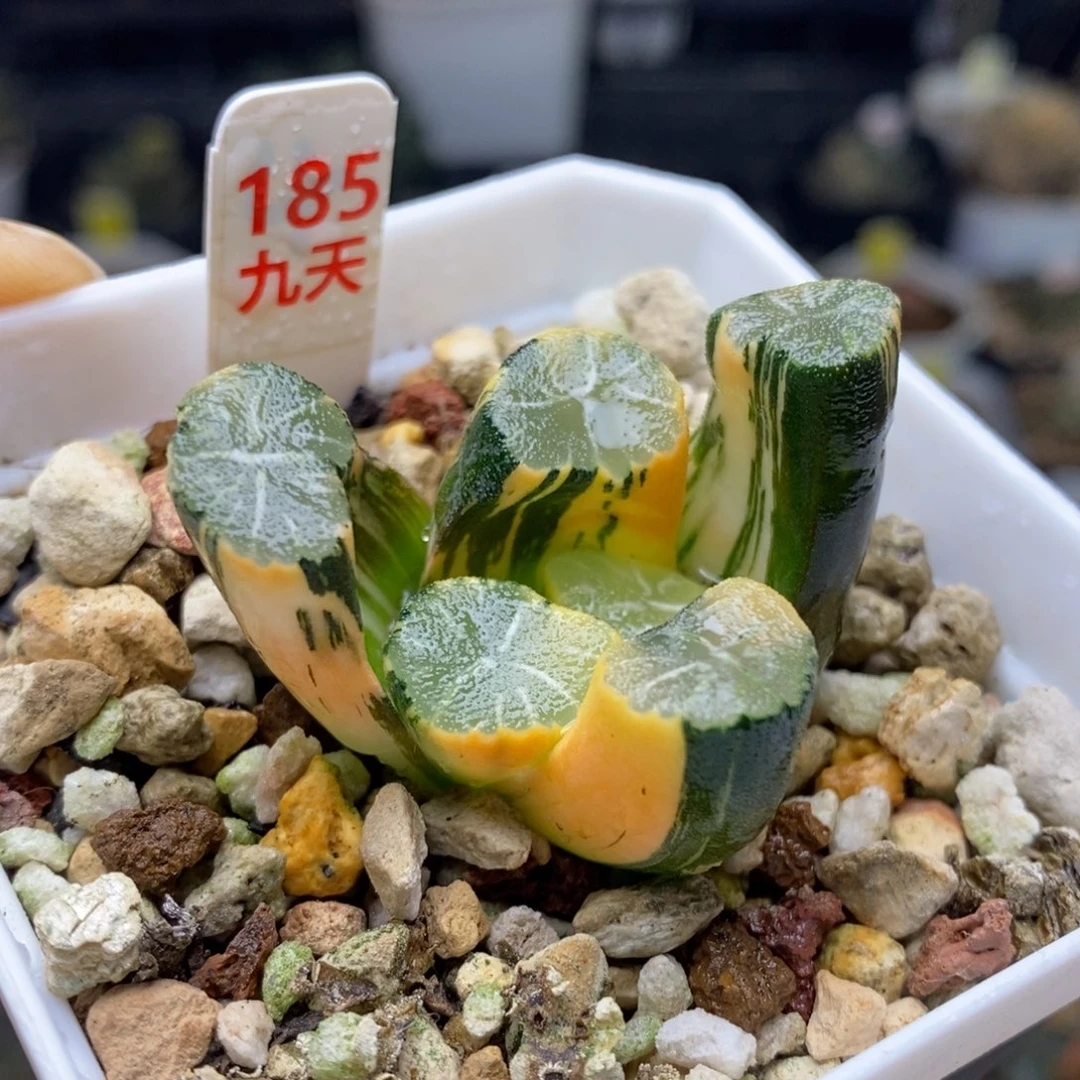 185号白妙万象锦锦