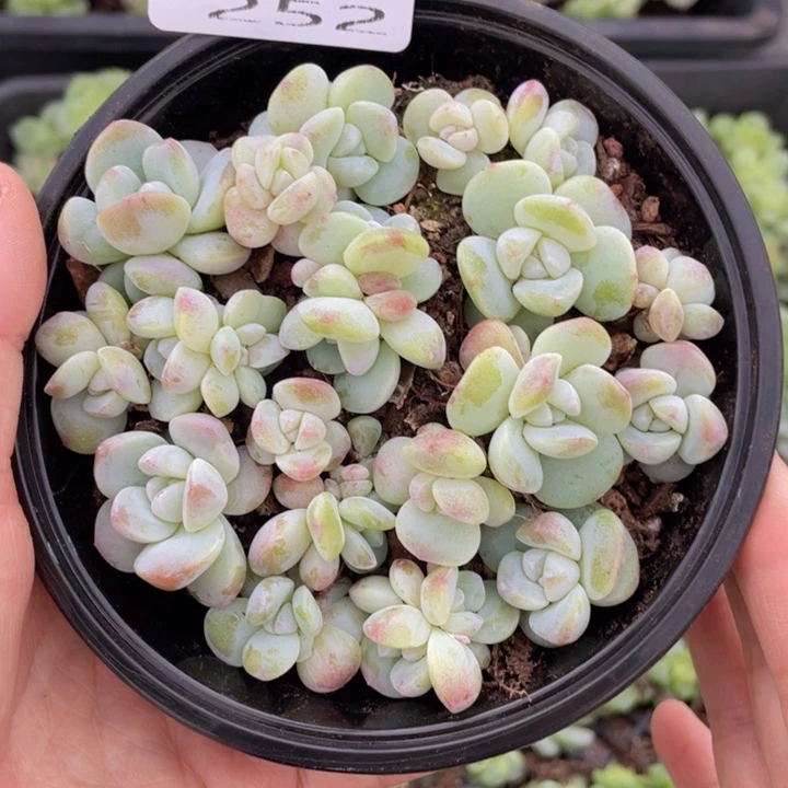 糕大上多肉植物252
