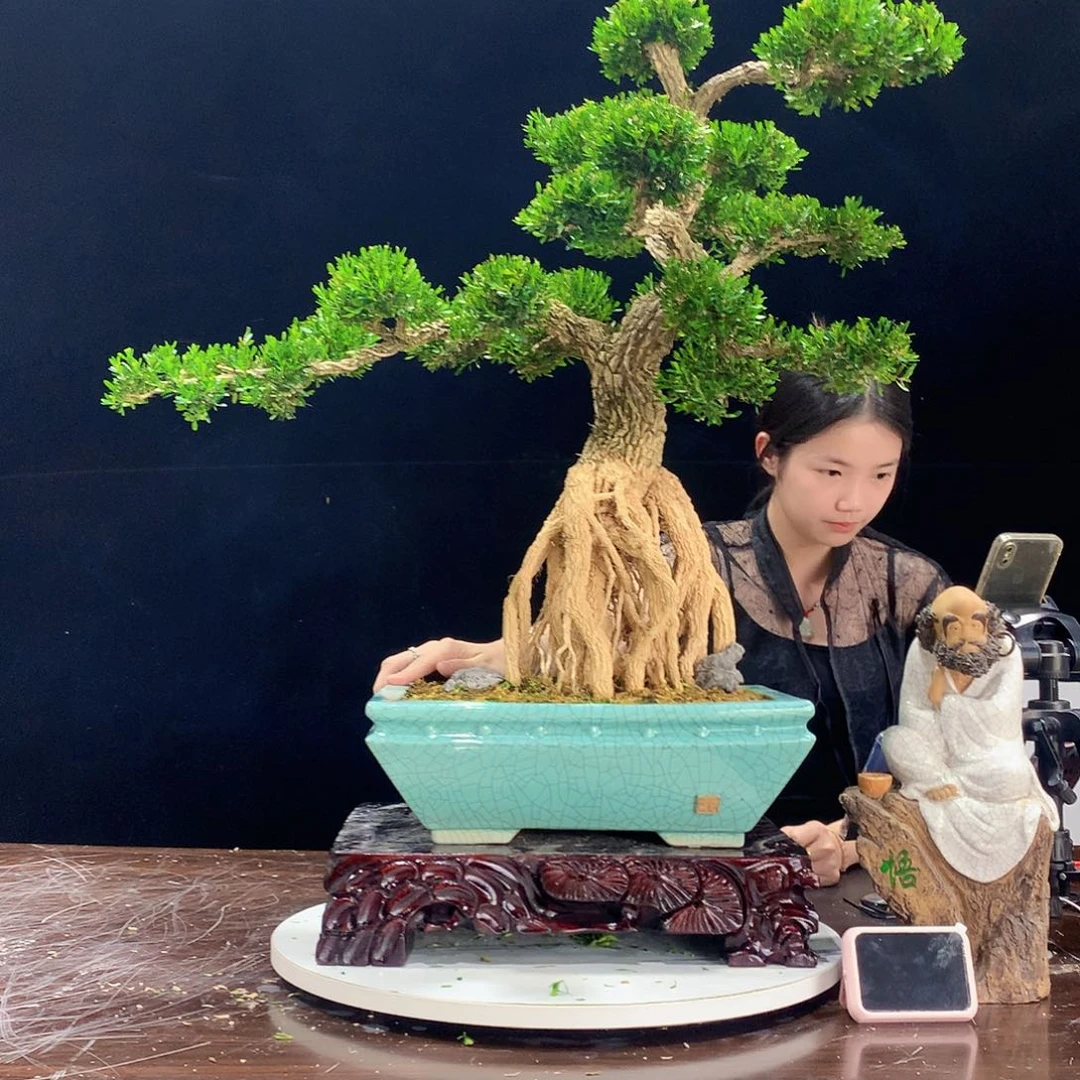 完全开放广东皱皮雀黄杨