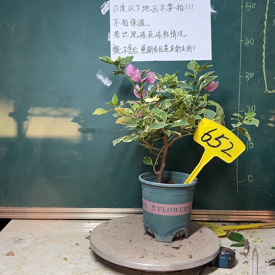 完全开放小斑叶丽人652