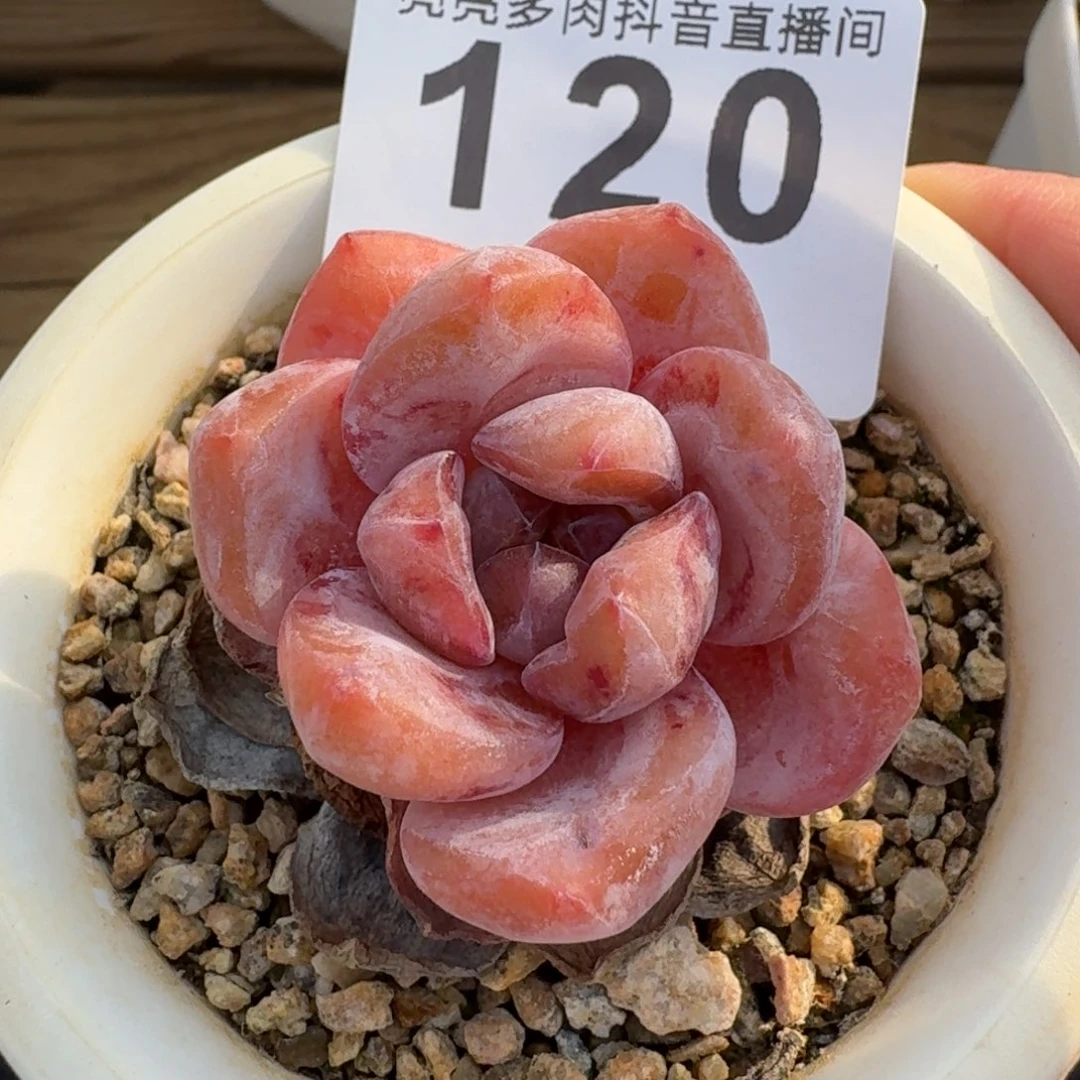 孤品         多肉植物