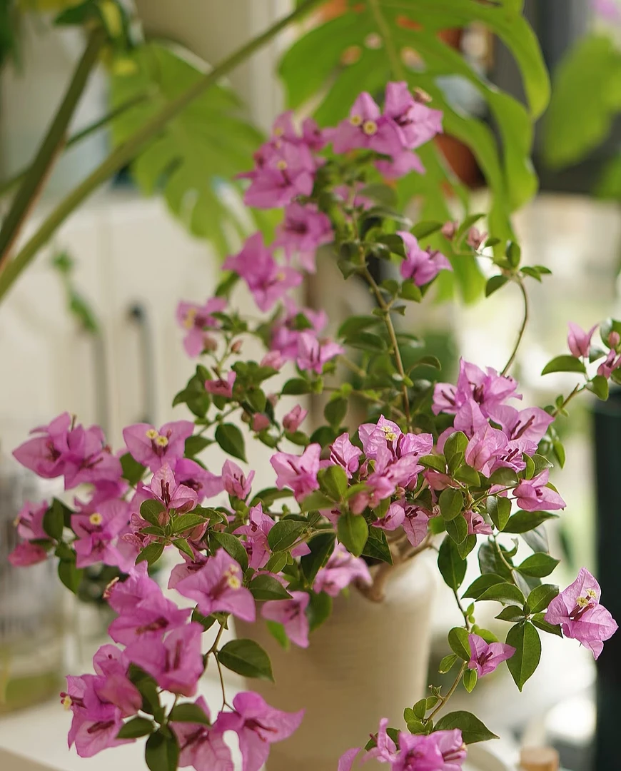 【巴西紫】三角梅花卉四季开花勤花基地直发