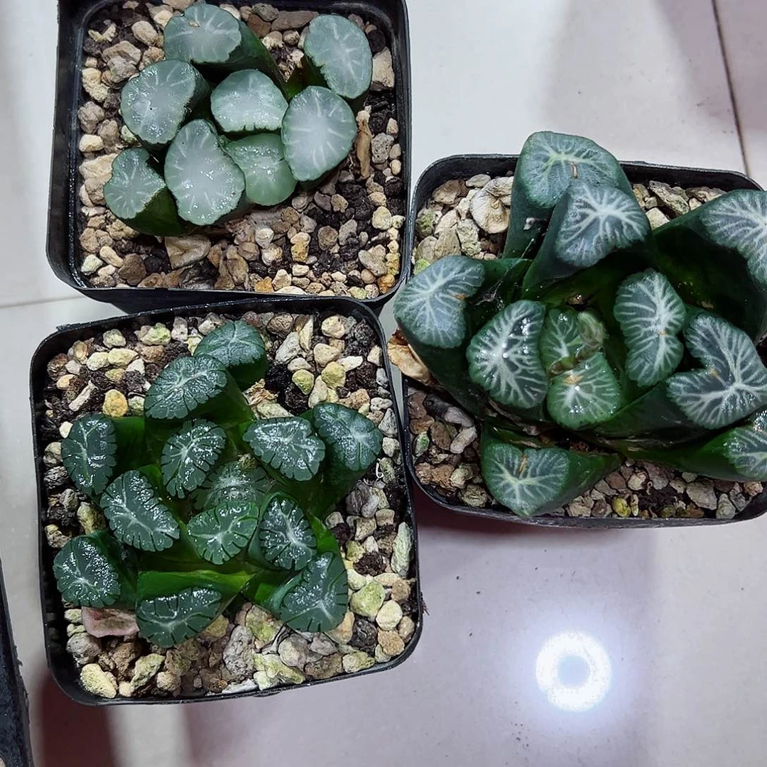 十二卷多肉万象1