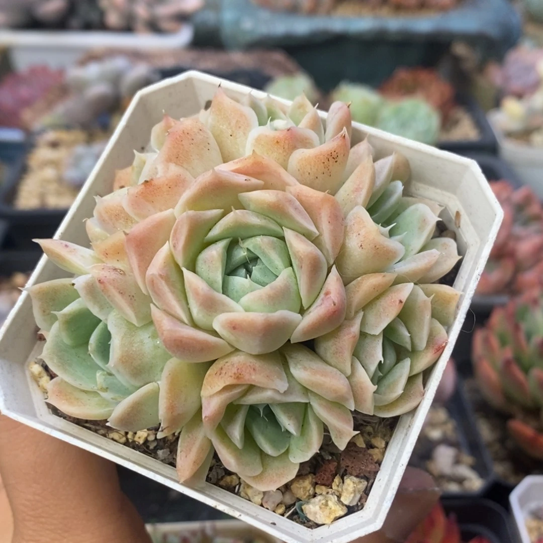 海林娜月影杂交捧花7厘米