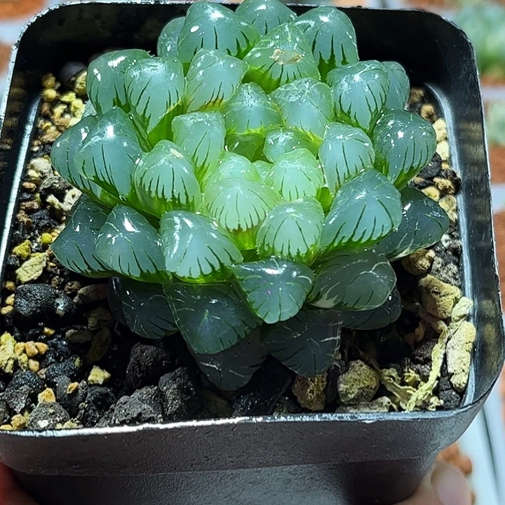 十二卷多肉实生玉露