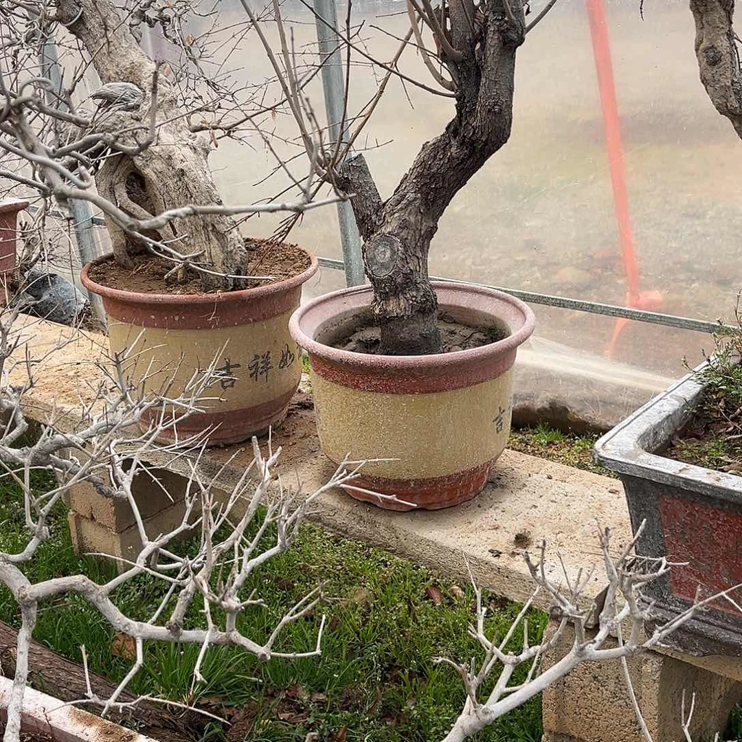 努***吧无花朵阳台石榴盆景素材