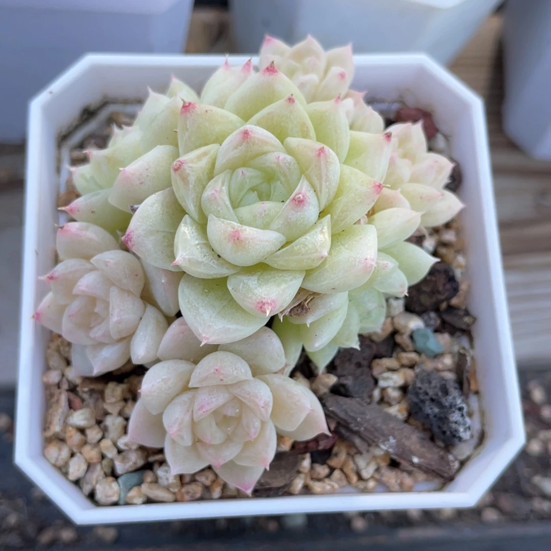 优选麦杆福利636