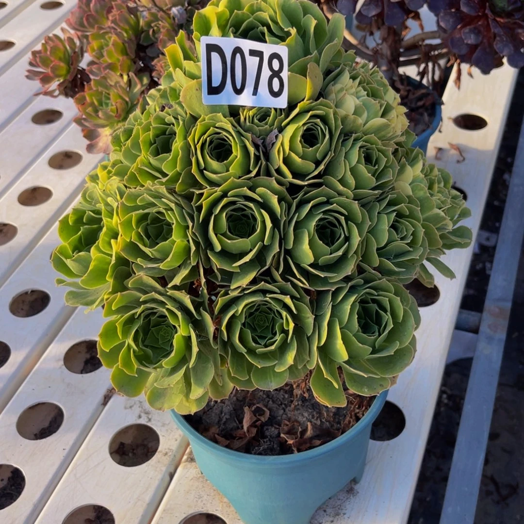 五色琉璃7/////36