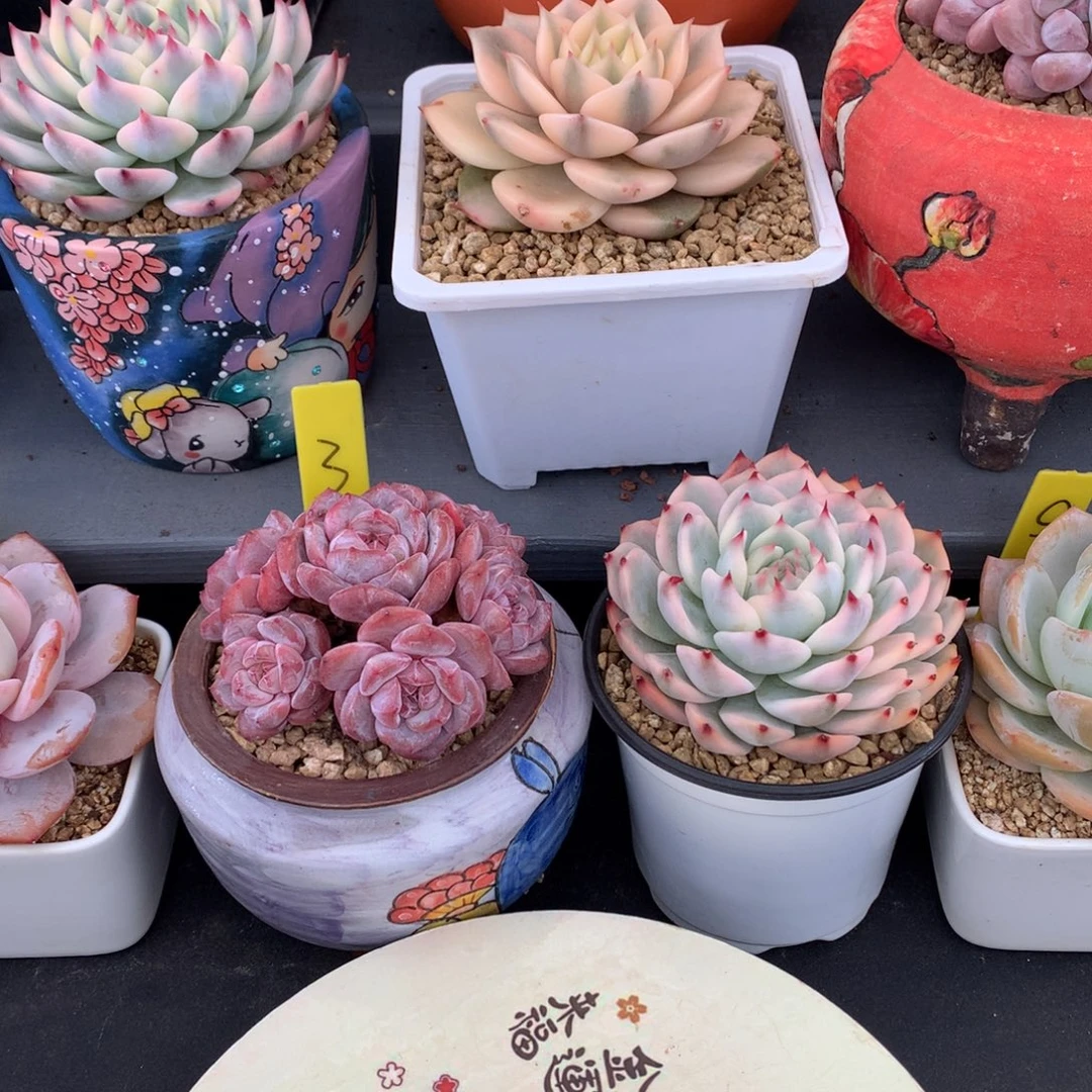 一***花我们家的小姐姐们都