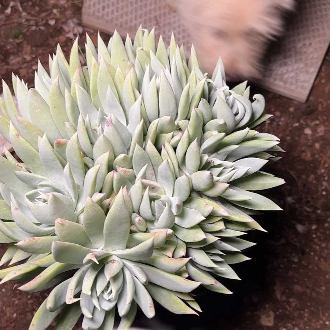 8252大花朵杂交瑕疵多肉