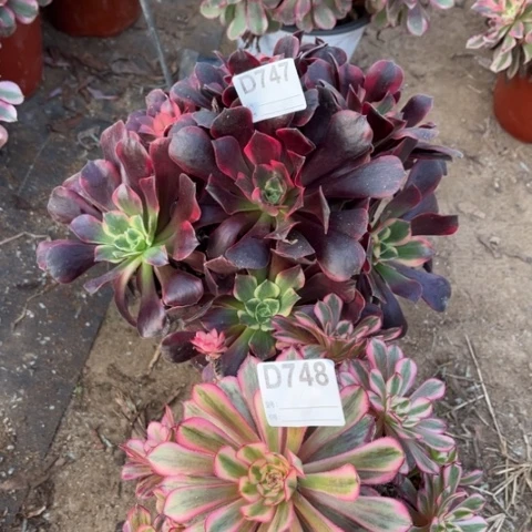多肉植物美杜莎白月光