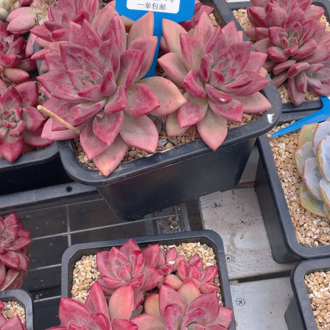 0602-4-大群老桩赫菲斯托一颗