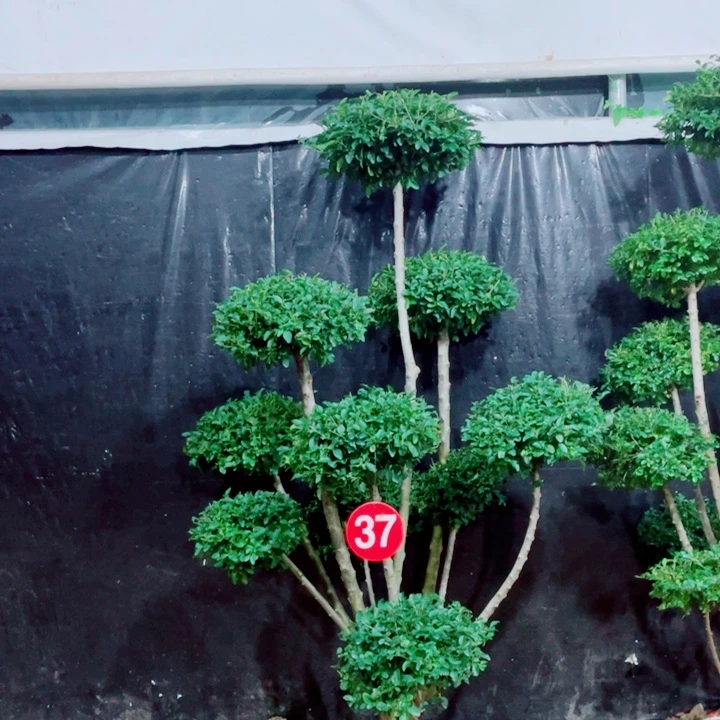 无花朵一物一拍一物一拍