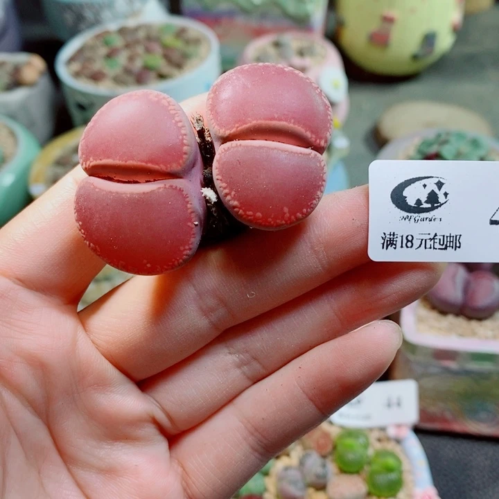 ****菁生石花花花花花花46