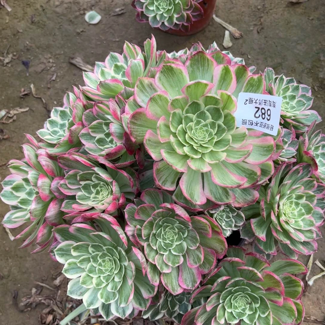 682水蜜桃多肉植物