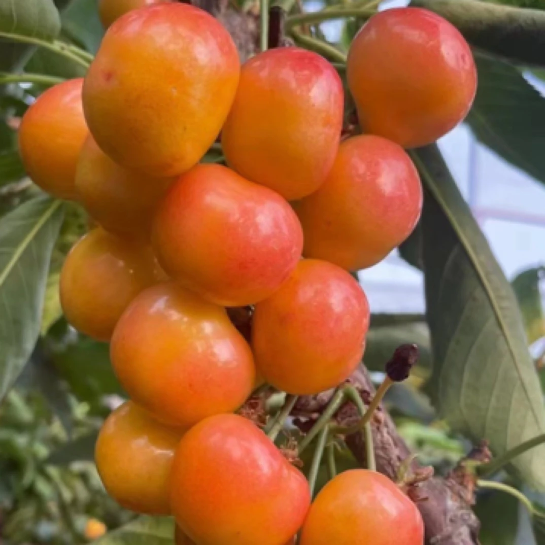 大连美国红黄樱桃空运包邮