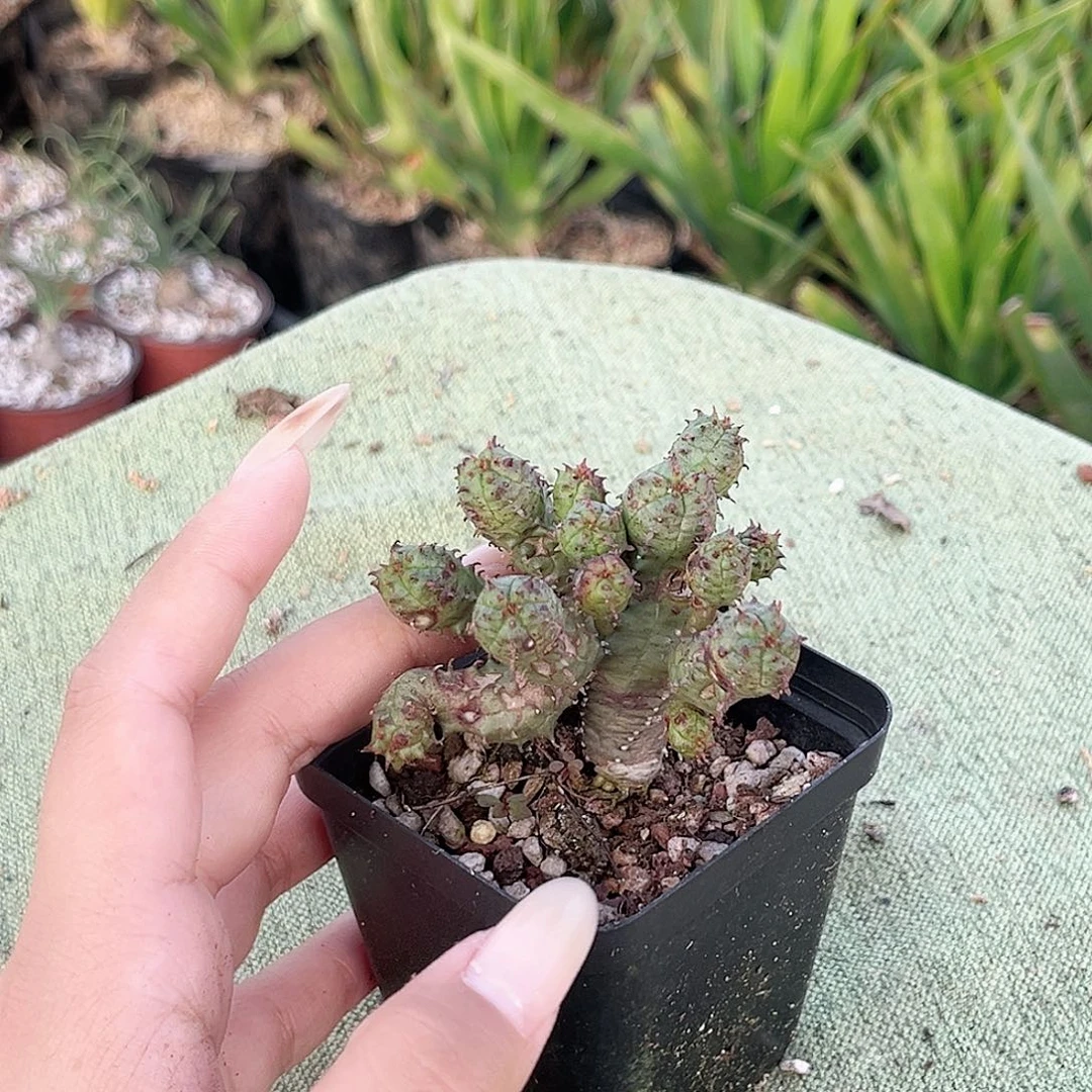 多肉植物迷你布纹球