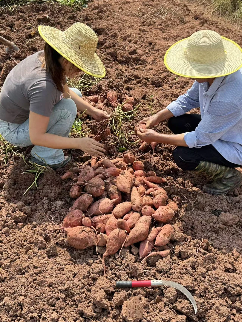 农家自种红暑 现摘现发 绿色健康