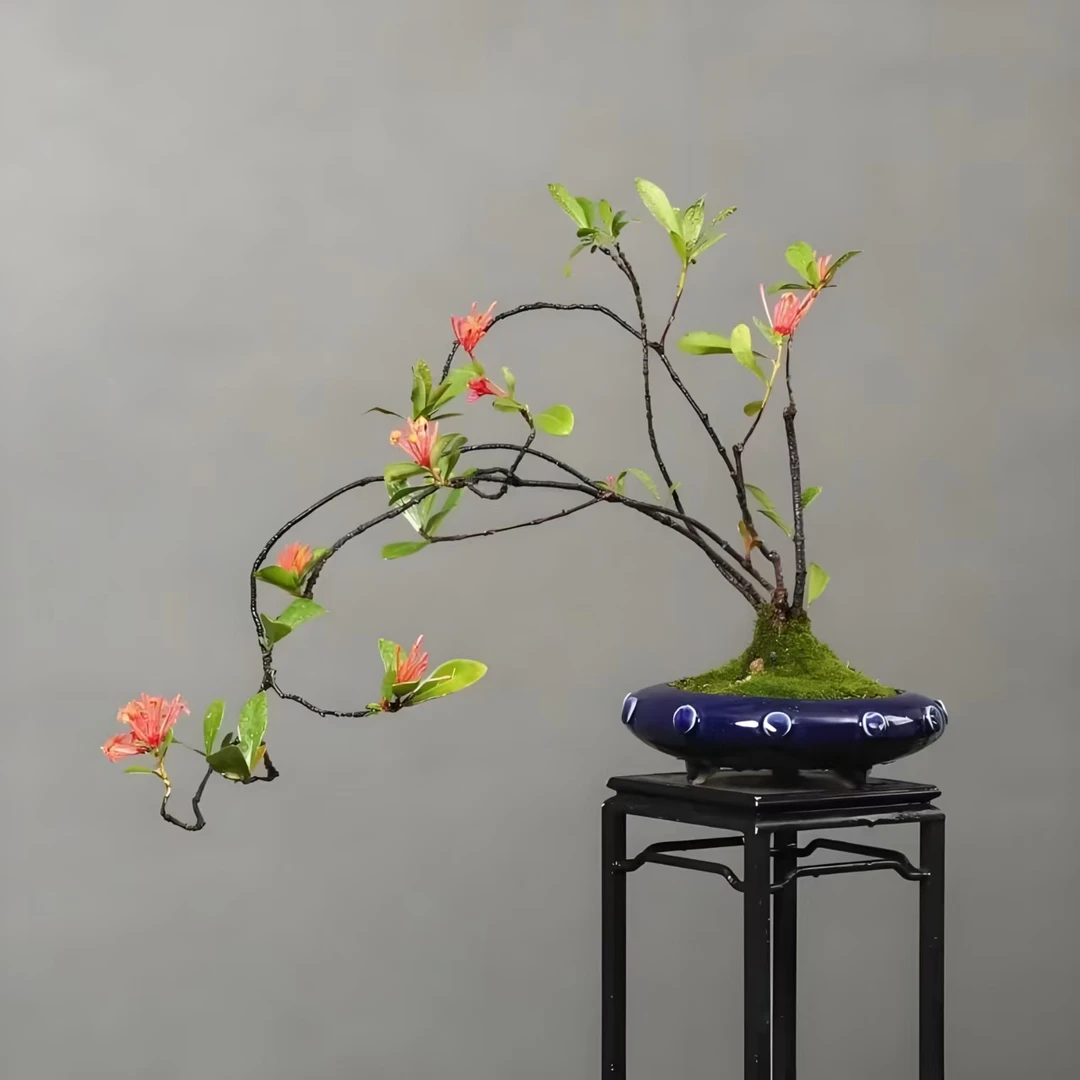 龙船花、春花、三角梅、山桔、九里香、盆栽