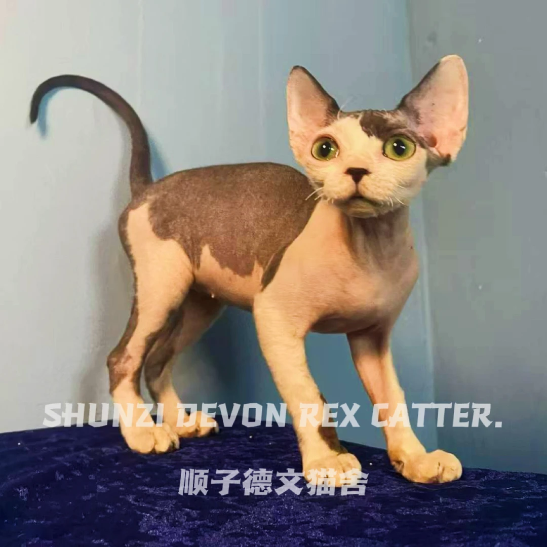 【粉丝回馈】黑白开脸德文卷毛猫妹妹