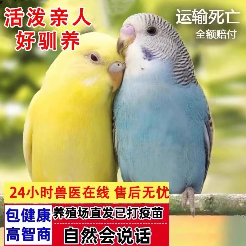 会说话的虎皮鹦鹉手养宠物亲人好喂养一对好驯养