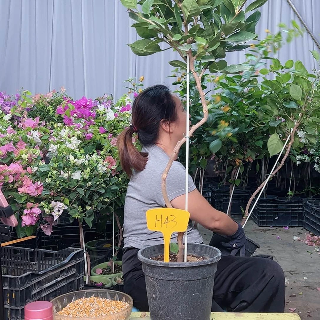 美***～当前无花栽培后可以开花H43变色龙
