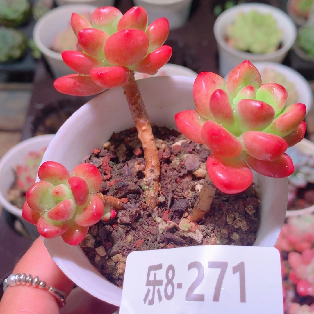 乐然8-271 香格里拉