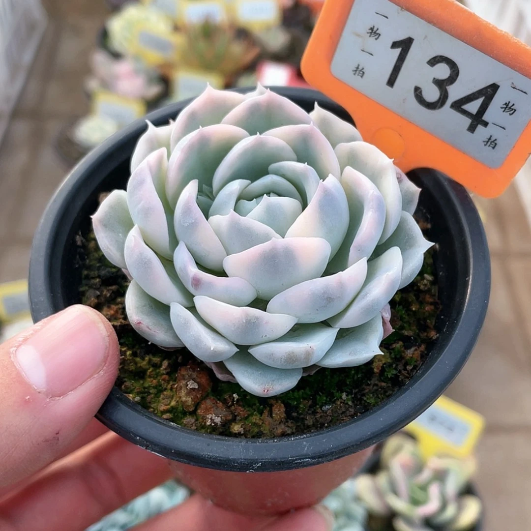 【闪购商品】134号