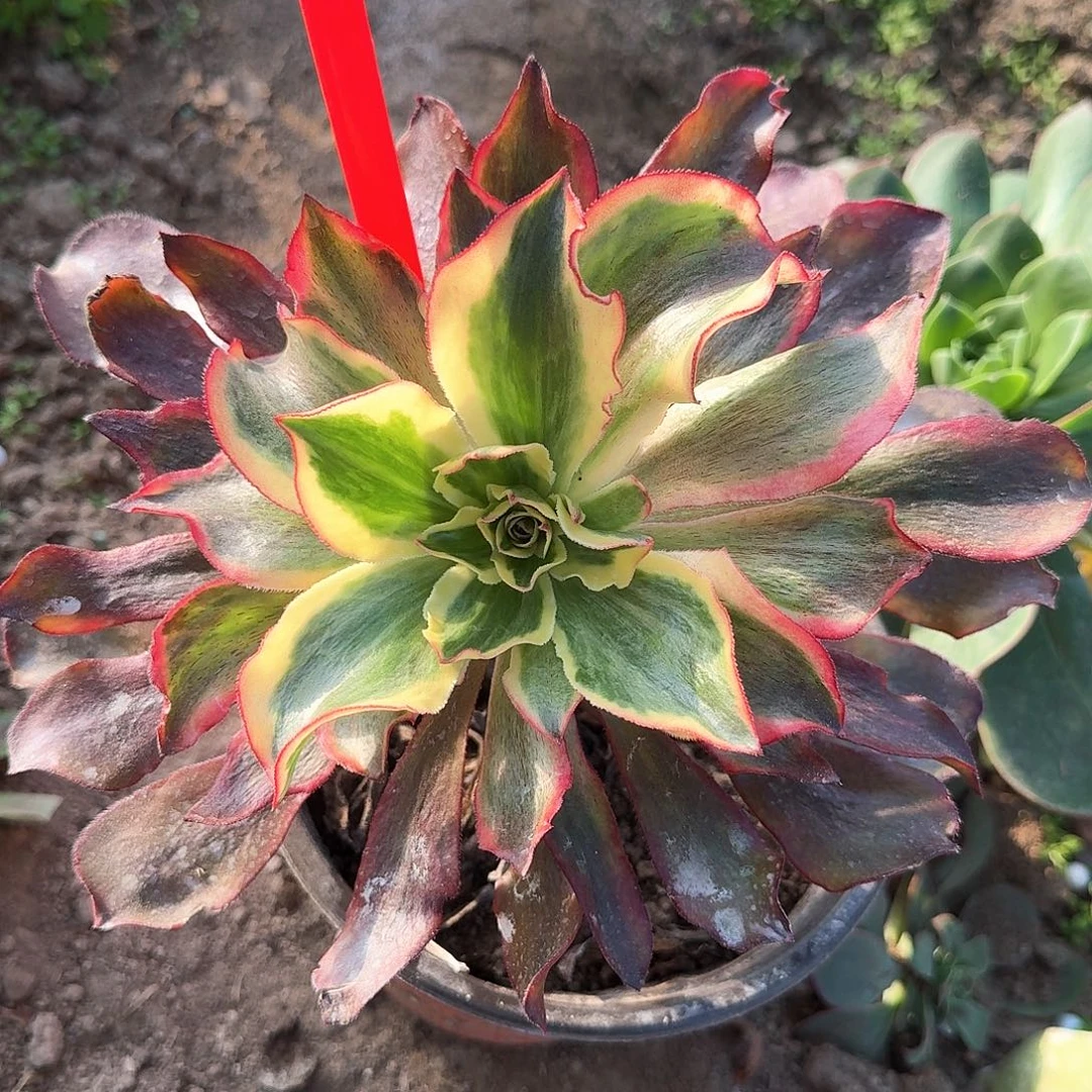 3-8360魅影多肉法师