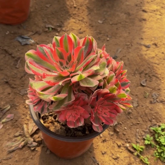 粉女巫3棵10号棚18.8