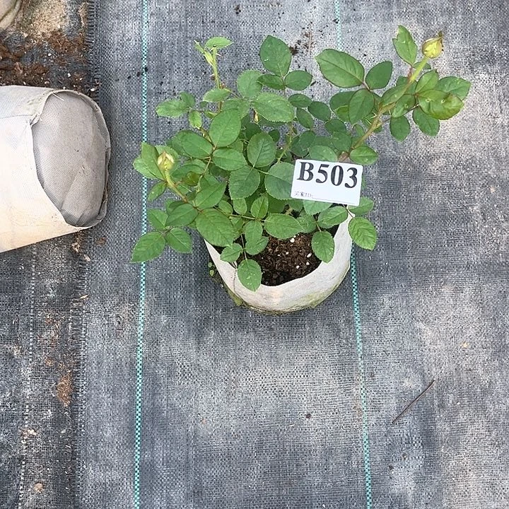 无花朵金属狂潮503号