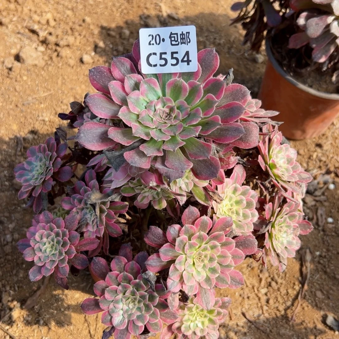 554红铜白，满20包邮