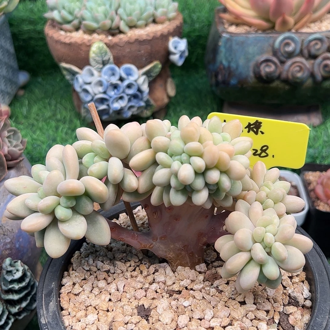 尐***條一物一拍链接，小八条