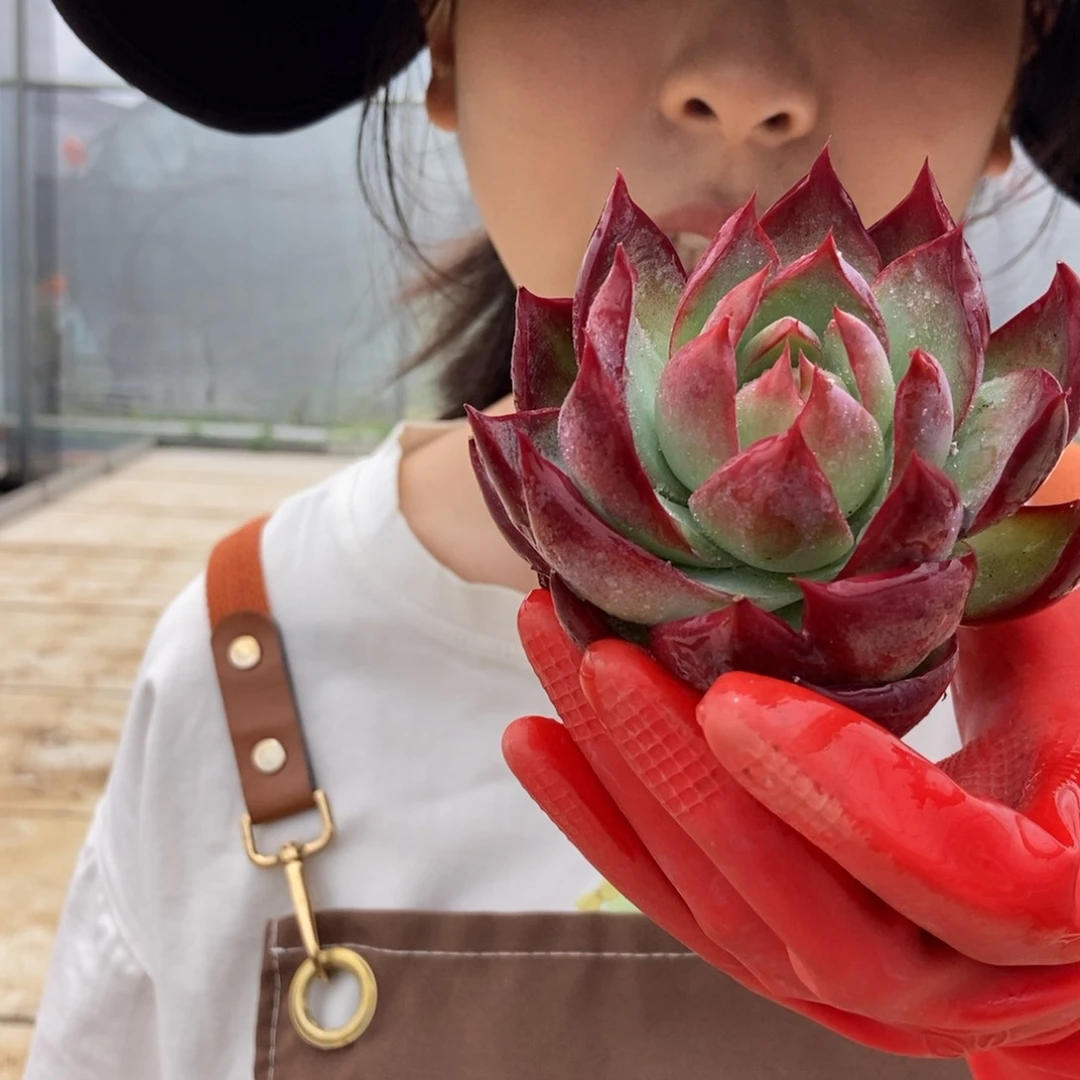 23-3惊鸿福利3颗随机