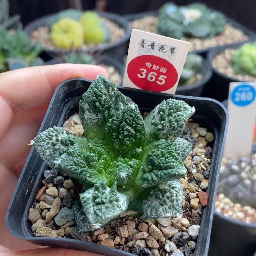 自根龟甲牡丹5.6cm