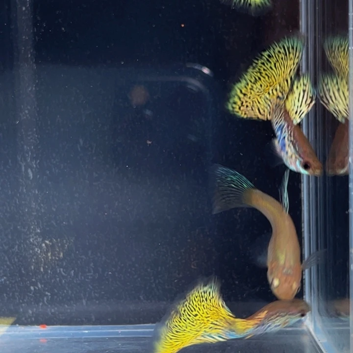 海水鱼赛级三角尾黄蛇两对