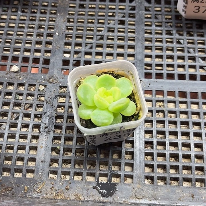 235  一物一拍 满20包邮