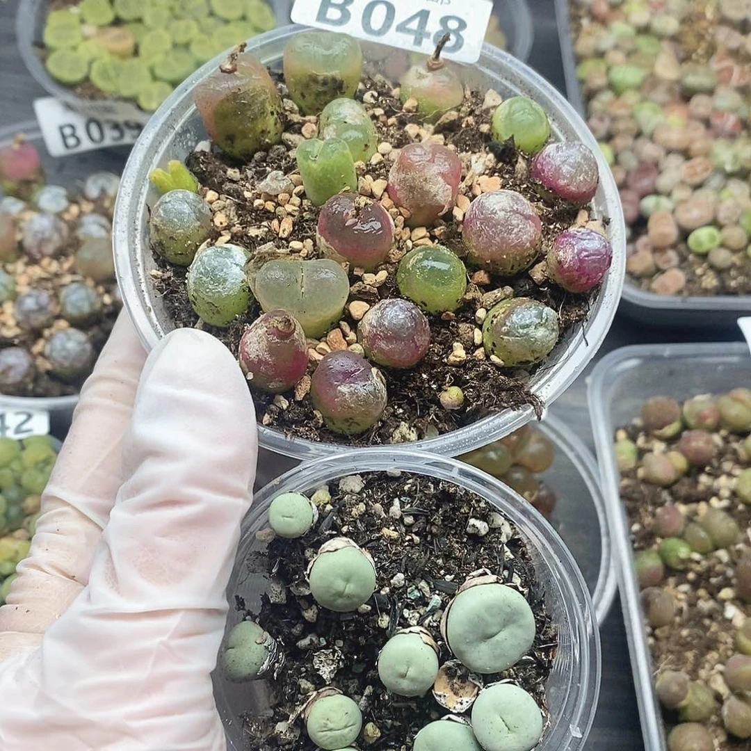 牧*人48快快乐乐健健康康