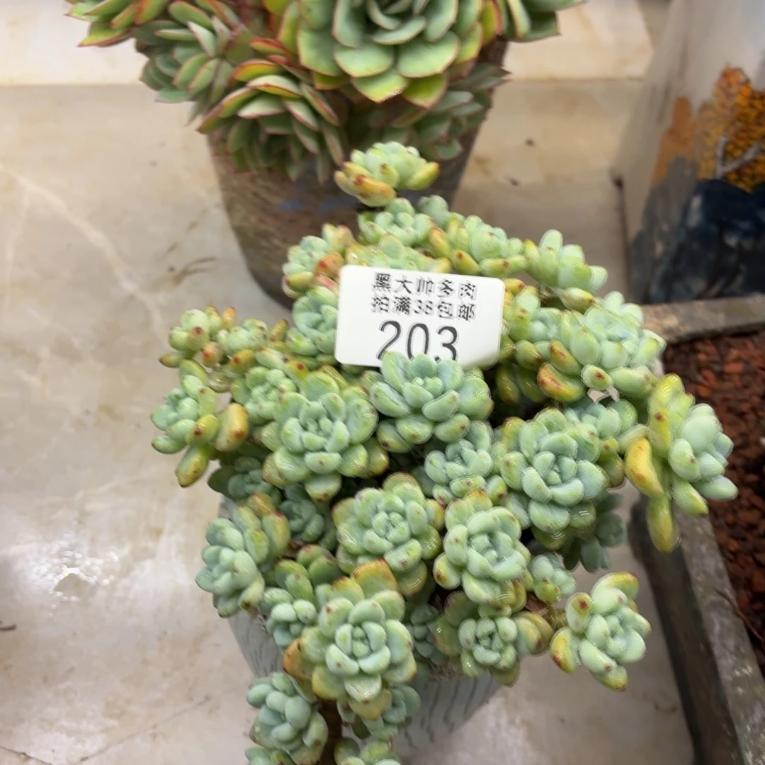 l***o黑大帅多肉203劳尔