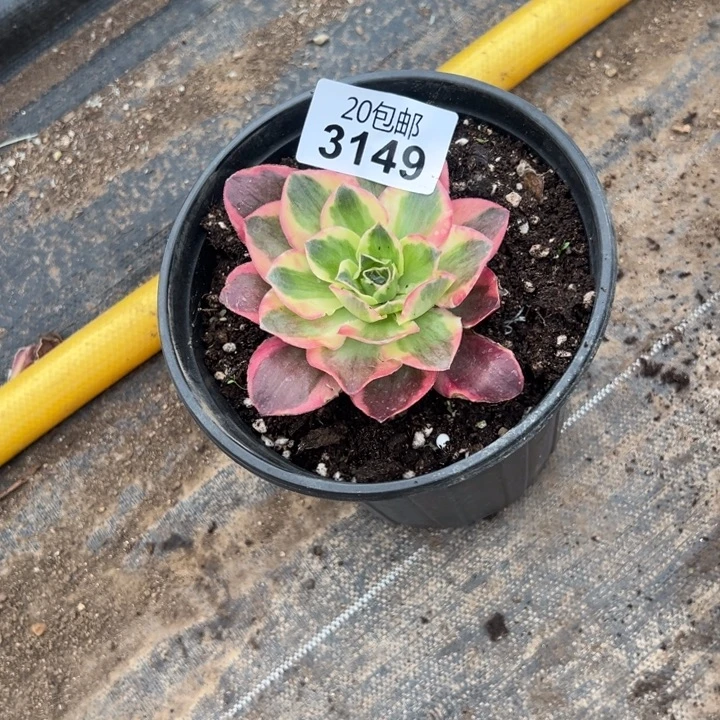 多肉植物3149种植物