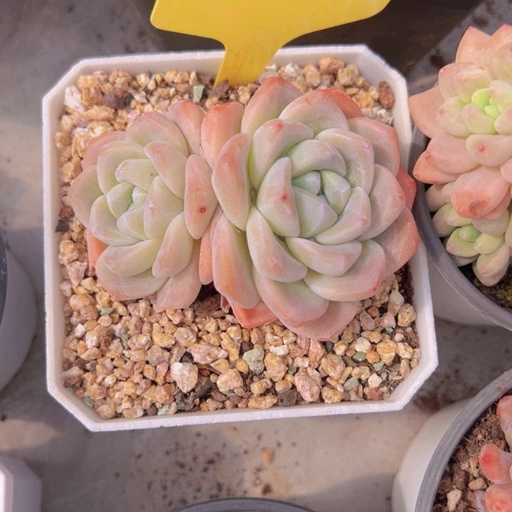 健健康康平平安安