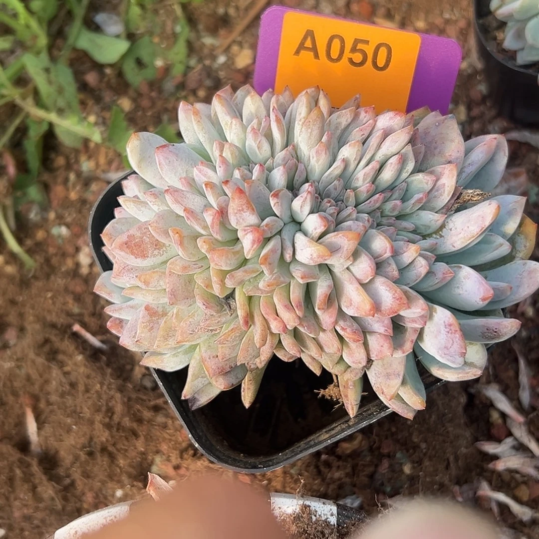 木***）多肉植物一物一拍