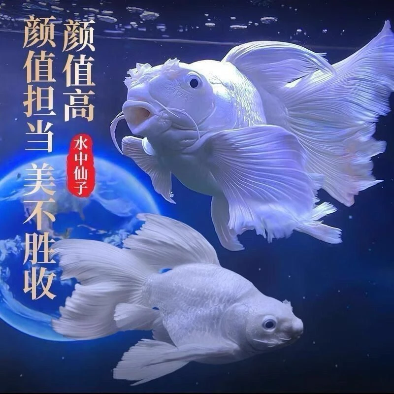 台湾贵妃纯种蝴蝶球体观赏鱼短身锦鲤淡水长尾冷水鱼苗活体狮子头