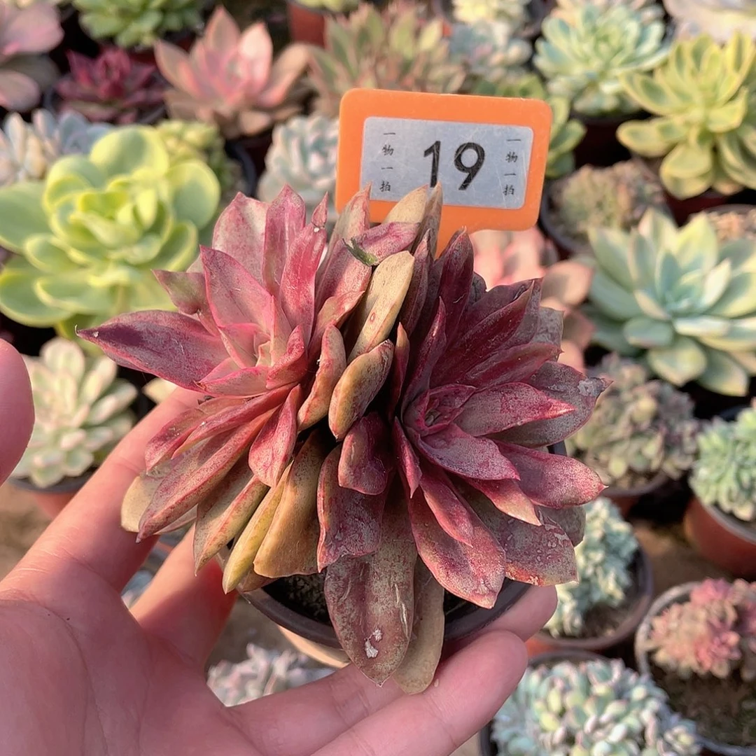 枝***枝19号多肉植物盆栽