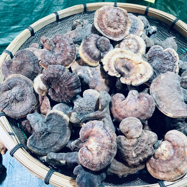 现收山货 野生中大号赤 芝250克/500克土特产农产品可搭配枸杞