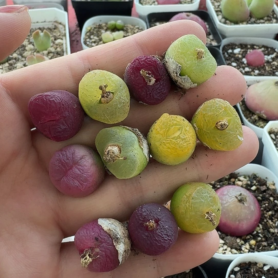 老马生石花毛145